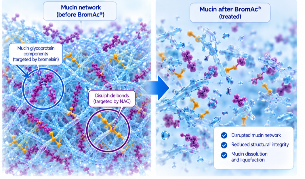 BromAc® mechanism of action: bromelain-derived proteases and N-acetylcysteine (NAC) break down the mucin network and reduce its structural integrity