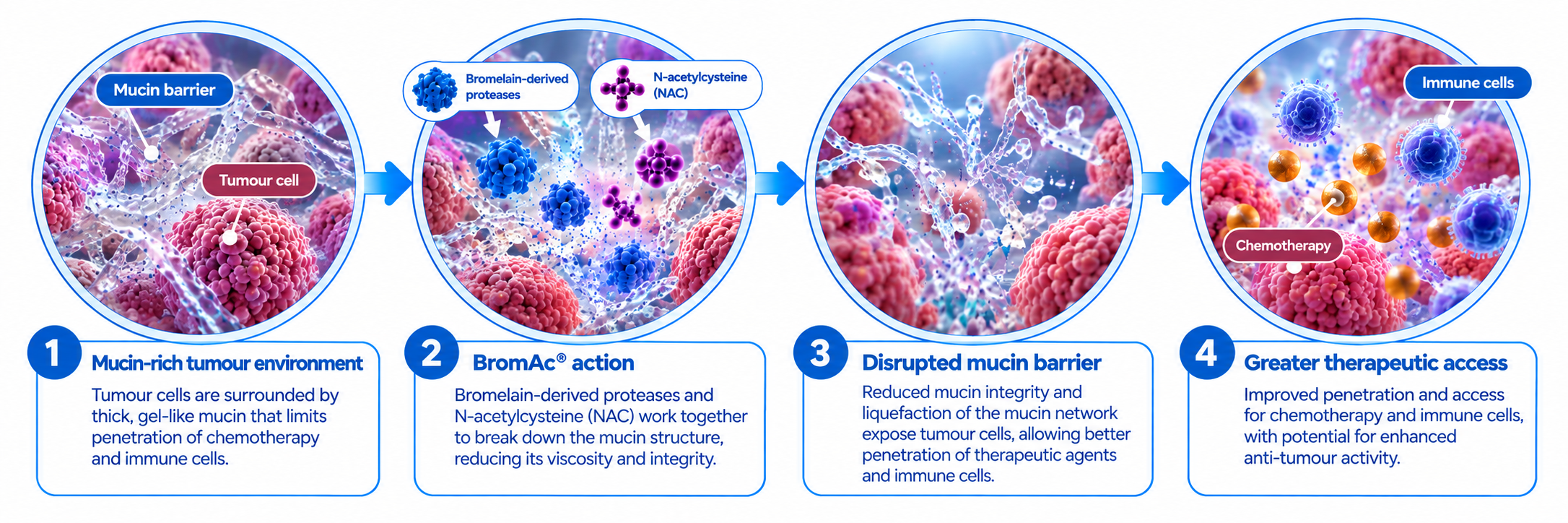 BromAc® mechanism of action showing disruption of the mucin barrier surrounding tumour and cancer cells to improve access for chemotherapy in oncology and immune cells