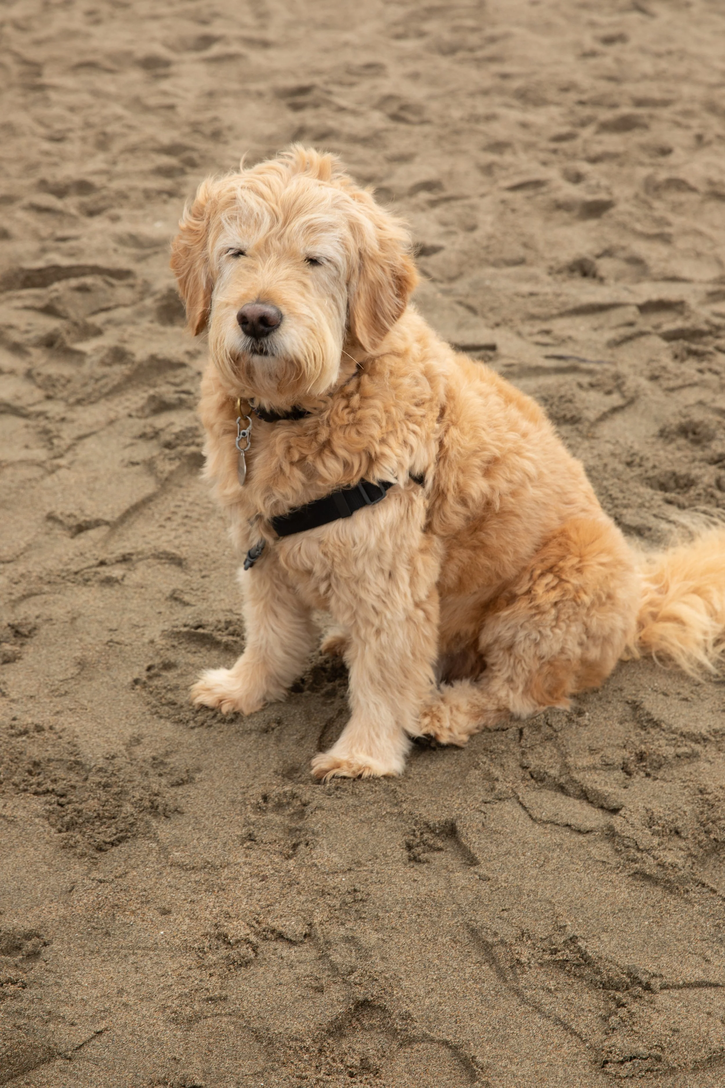 PetPhotography_Beach_LawrenceLauterborn.jpg
