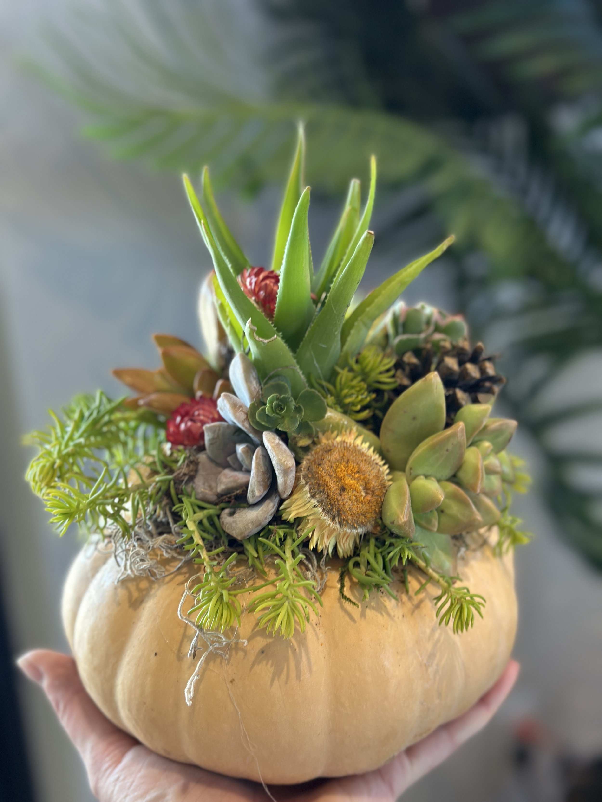 [oct 10] pumpkin succulents w/hold steady