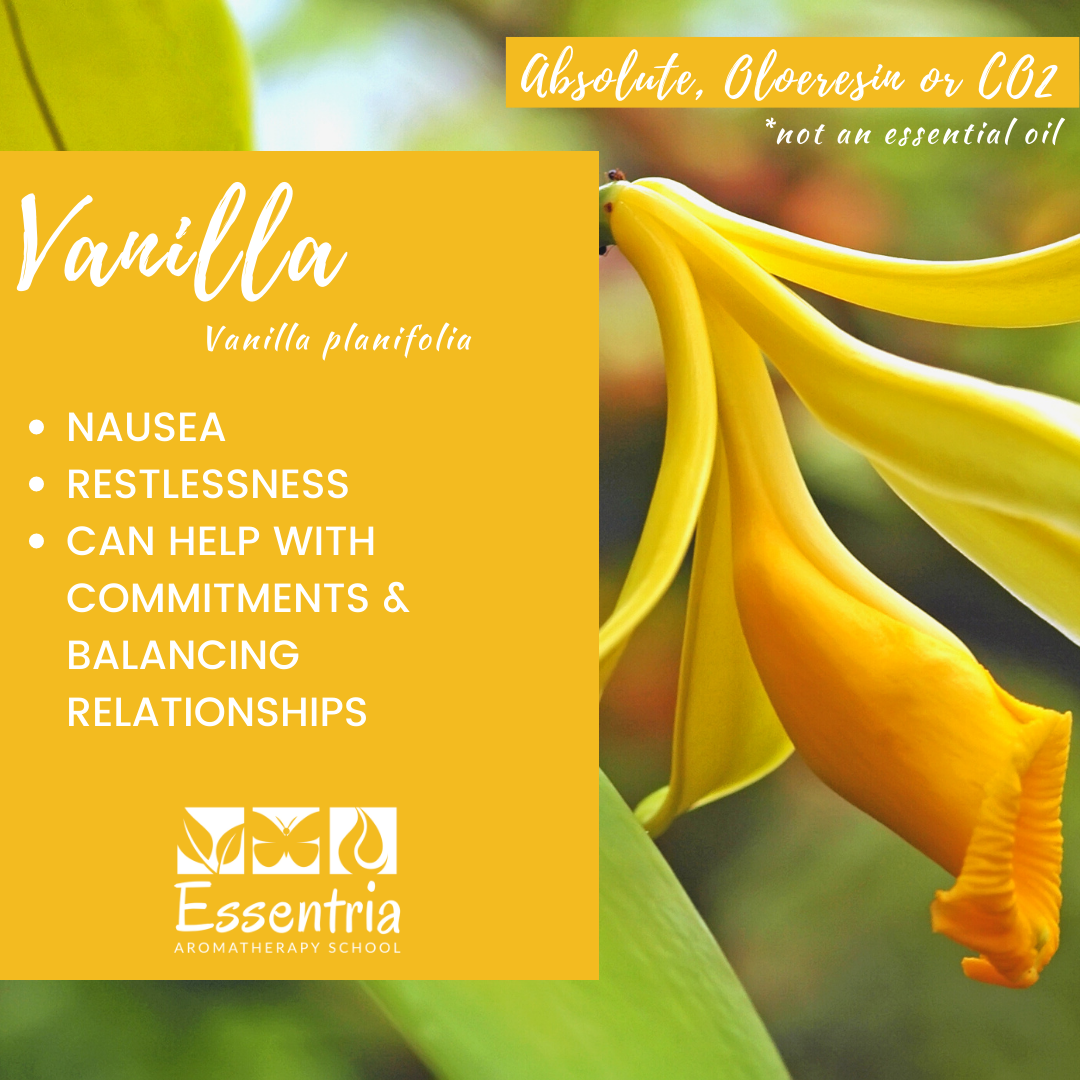 Vanilla - Essentially NOT an Essential Oil! — Essentria Aromatherapy School