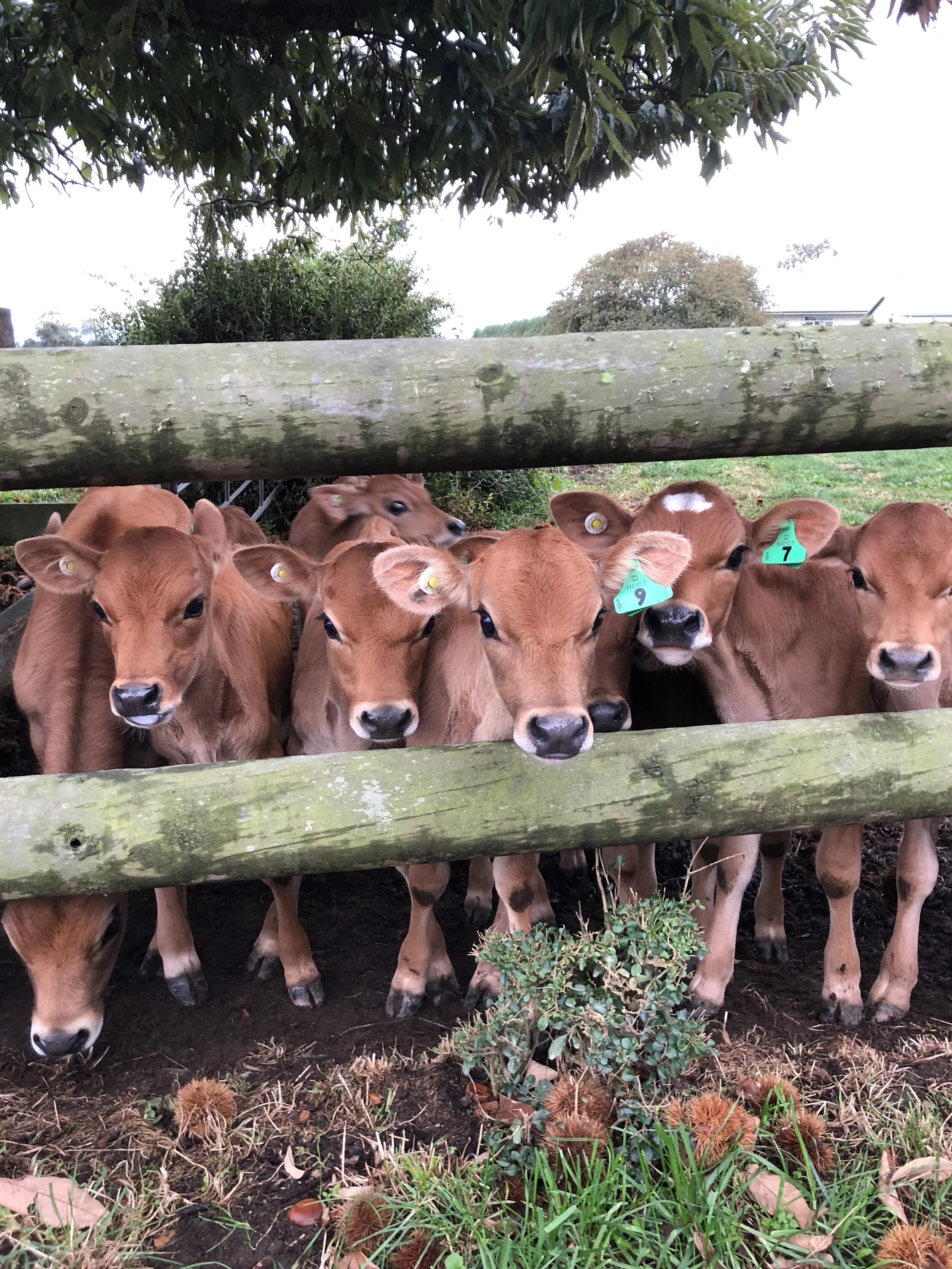 Organic Dairy Certification — BioGro NZ Organic Certification NZ