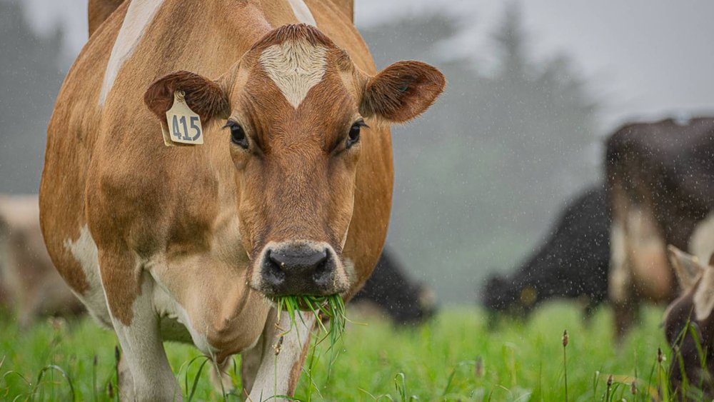 Cow on New Zealand Farm