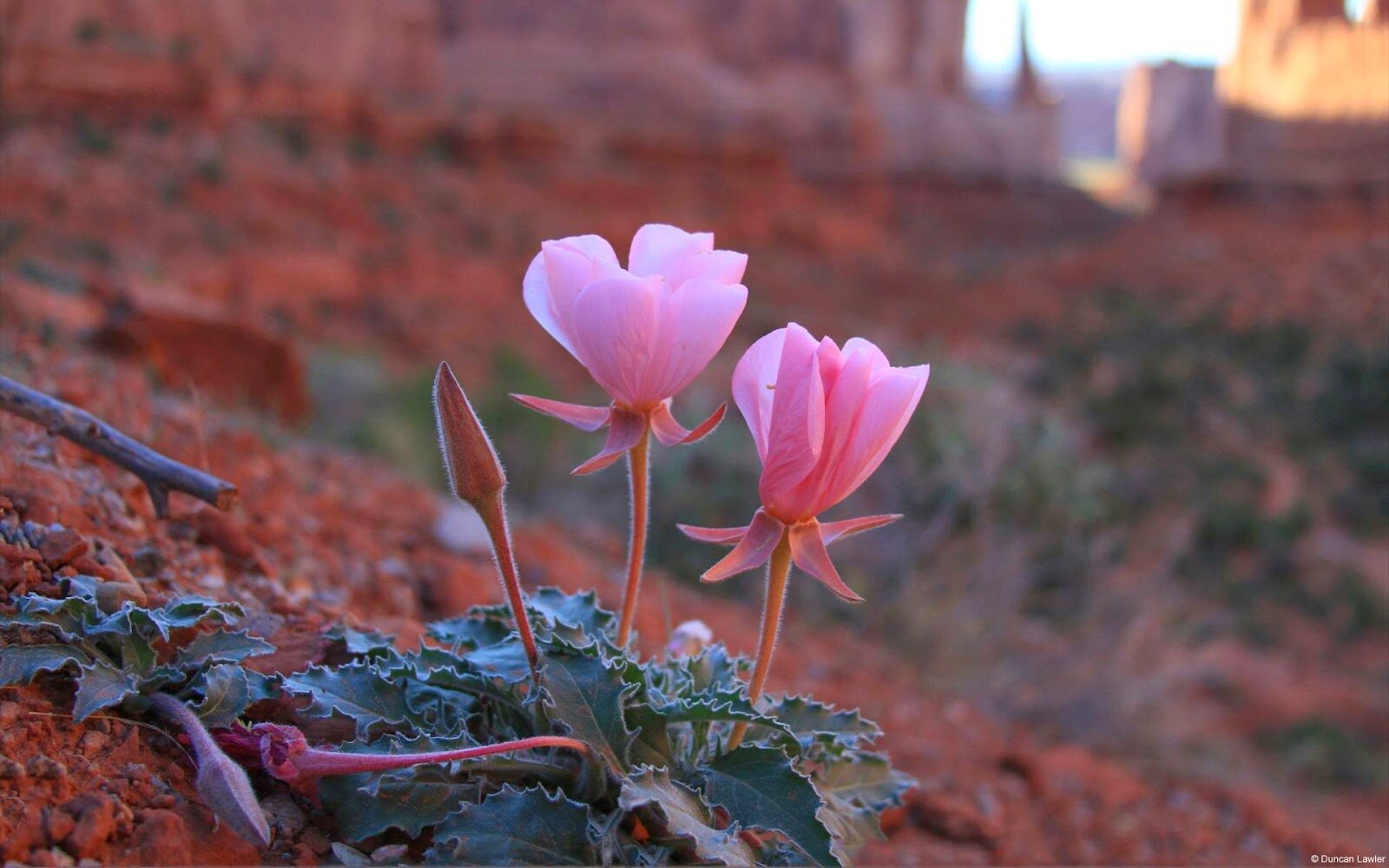 esteban-osuna-Desert-Flowers.jpg