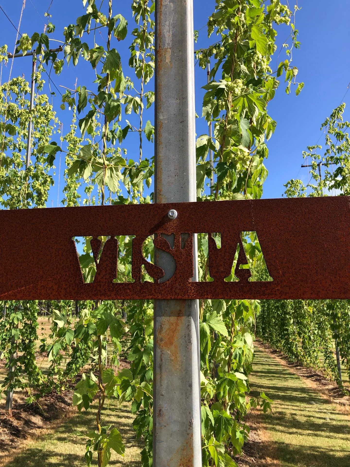 Meet Vista, a super hop variety we imported from the US last year. We ran a few plants through the harvester today to test the new sorting belt. Harvest start in two weeks 🍻

Vista was released in 2021 from the USDA public breeding program, features