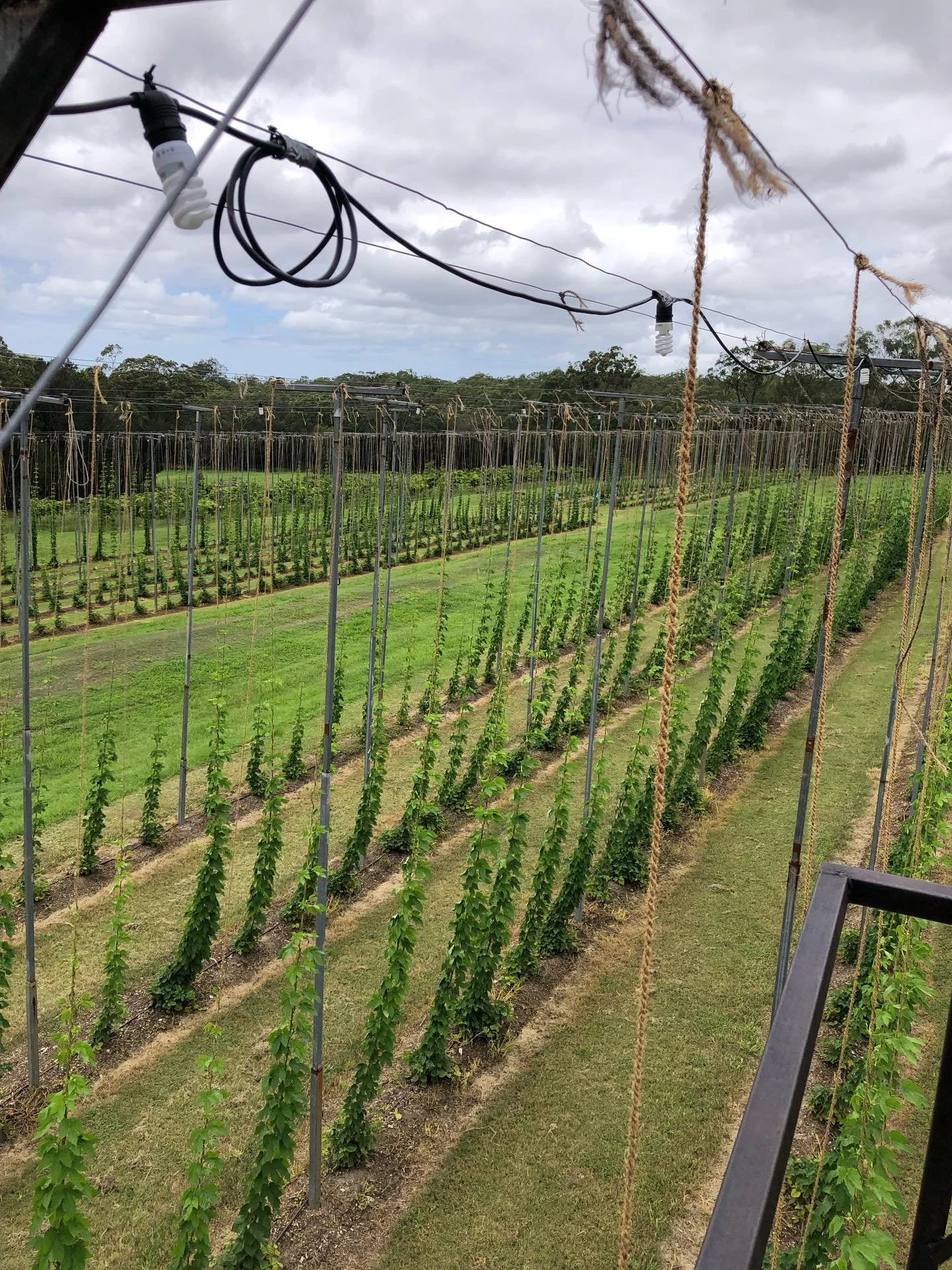 Farm by day and by night, summer harvest is over and we&rsquo;ve restrung the yard and trained the plants again for autumn harvest. Go you good things 🌱 🌝 🍺