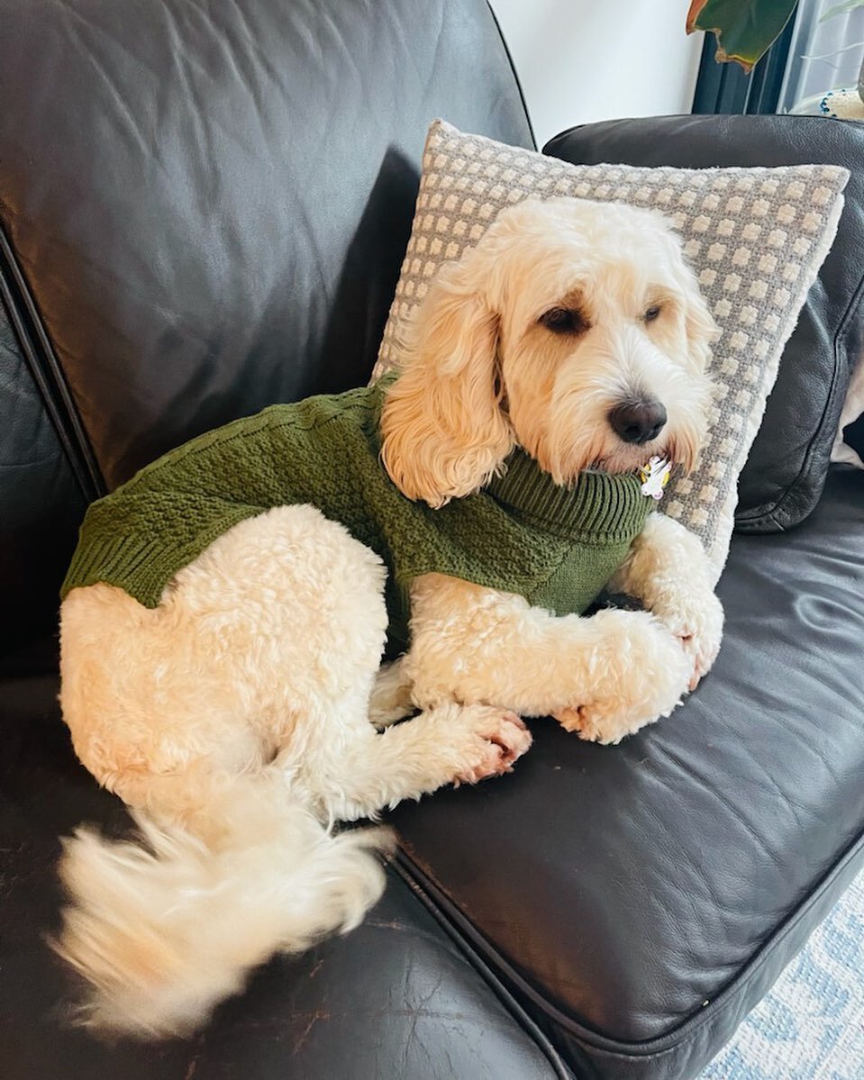 Meet Quincy! Her pedigree name is Tegans Disco Lights, but in our family she is known as Qunicy. Our first breeding dog, from a long line of beautiful, healthy, even-tempered puppies, Quincy has delivered puppies that are now all over Australia, as f