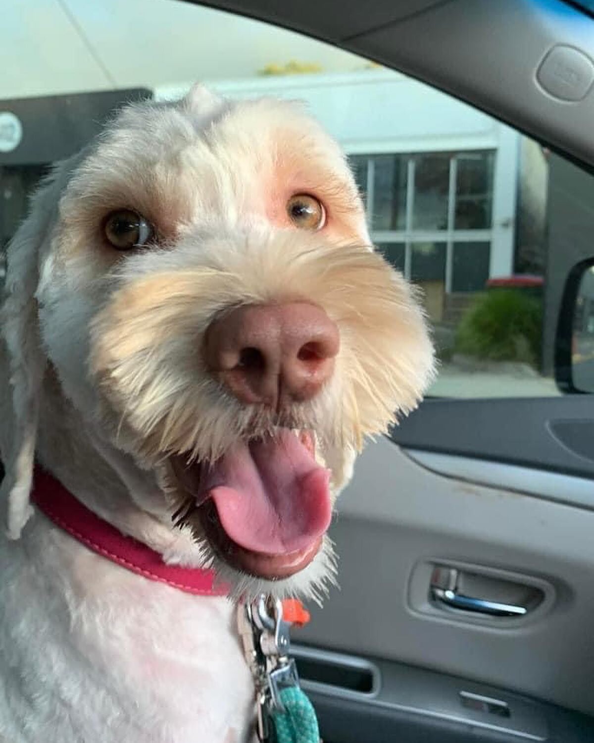 Exciting days ahead at Callum House as we now have a confirmed pregnancy for our special girl Callum House Orliath Skye. 

For Jinx, as she is known by her family this means being spoilt even more than is usual. Jinx lives with a sensational guardian