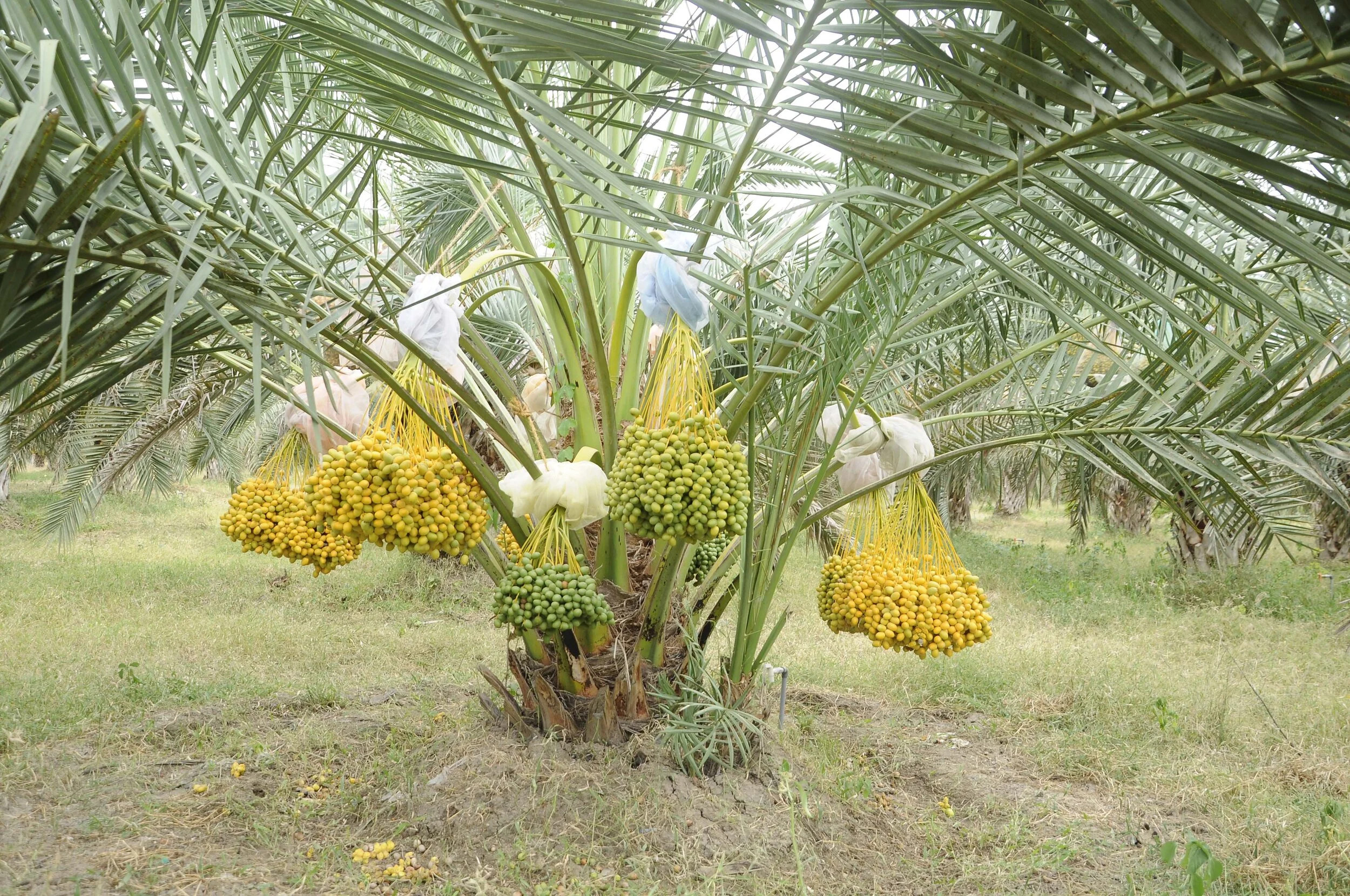 offshoot-saliah-dates