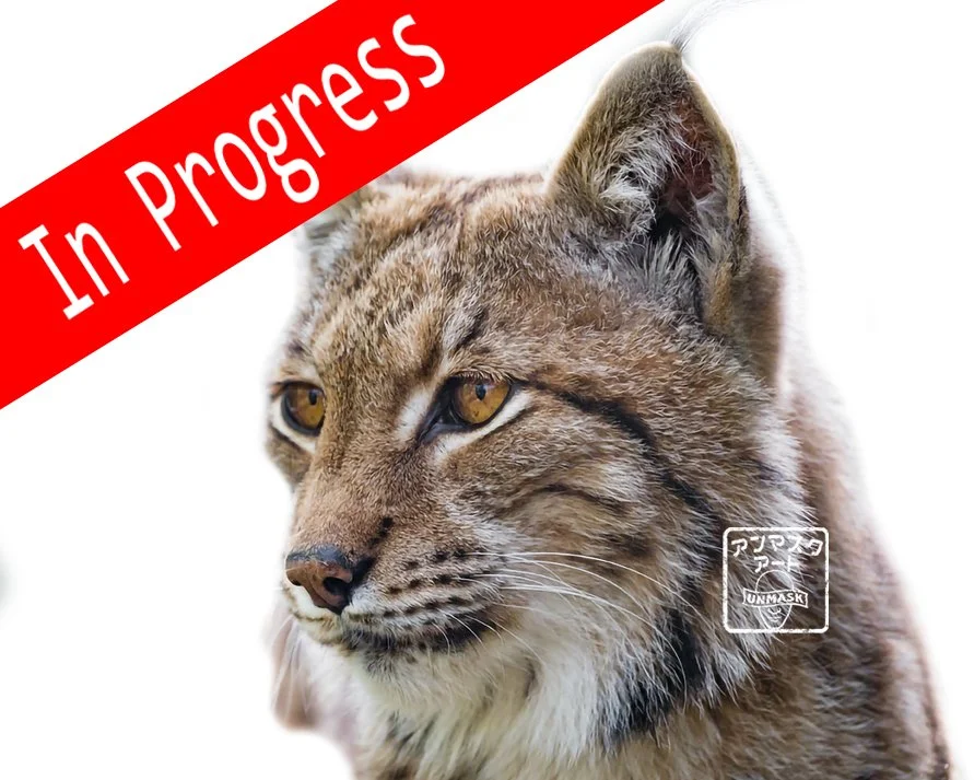 Lynx Colored Pencil Project