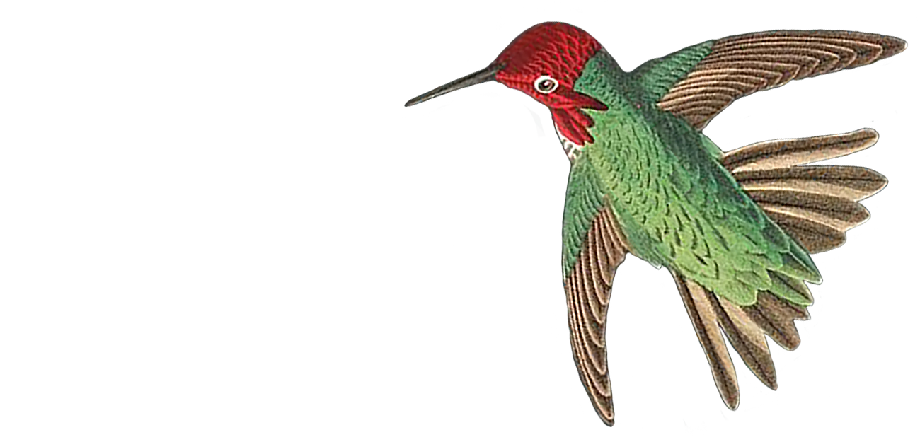 bird-1c.png
