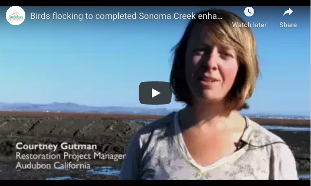 Birds Flocking to Tidal Marsh Enhancement