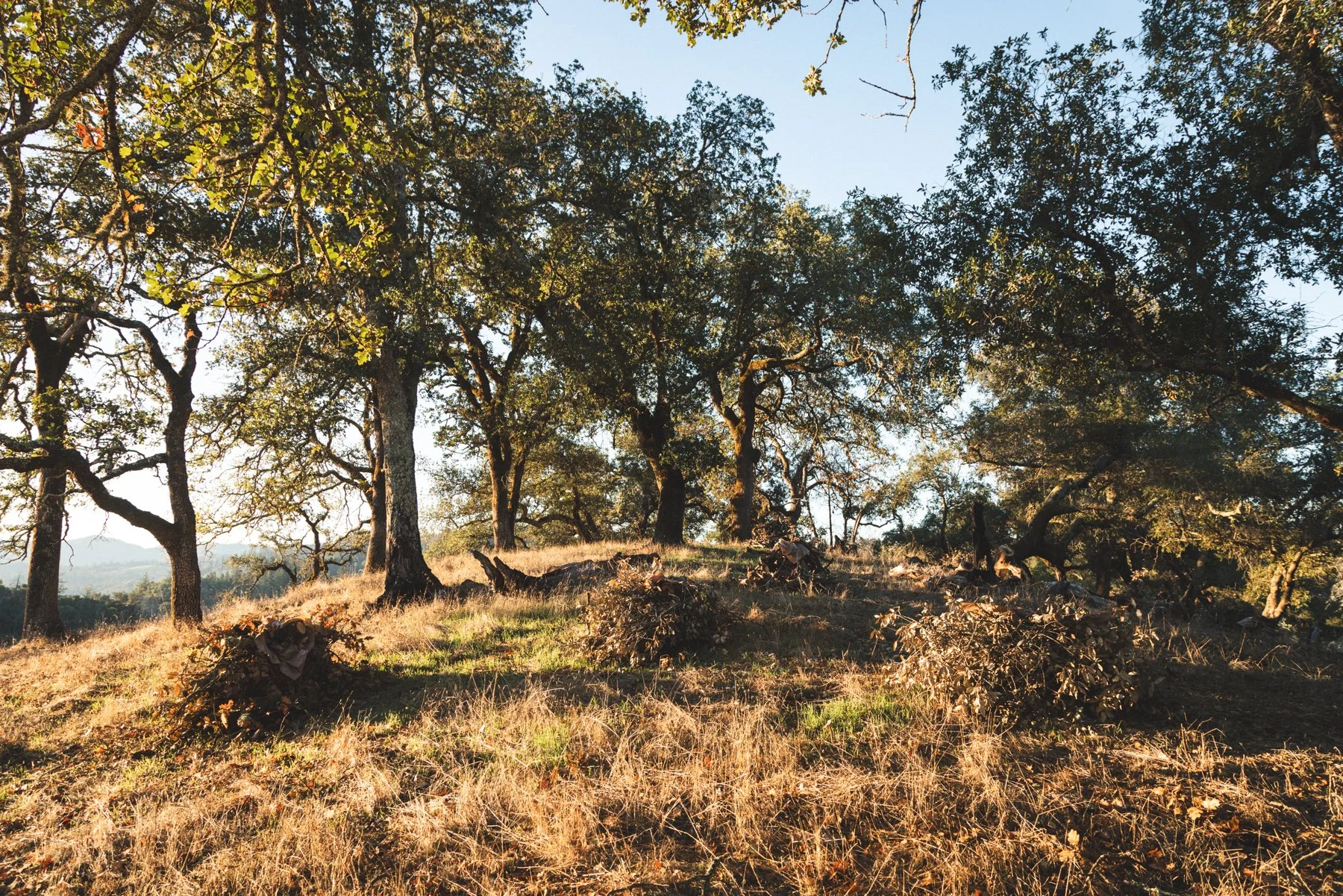 Hanford_LiveOaksRanch_231027-02.jpg