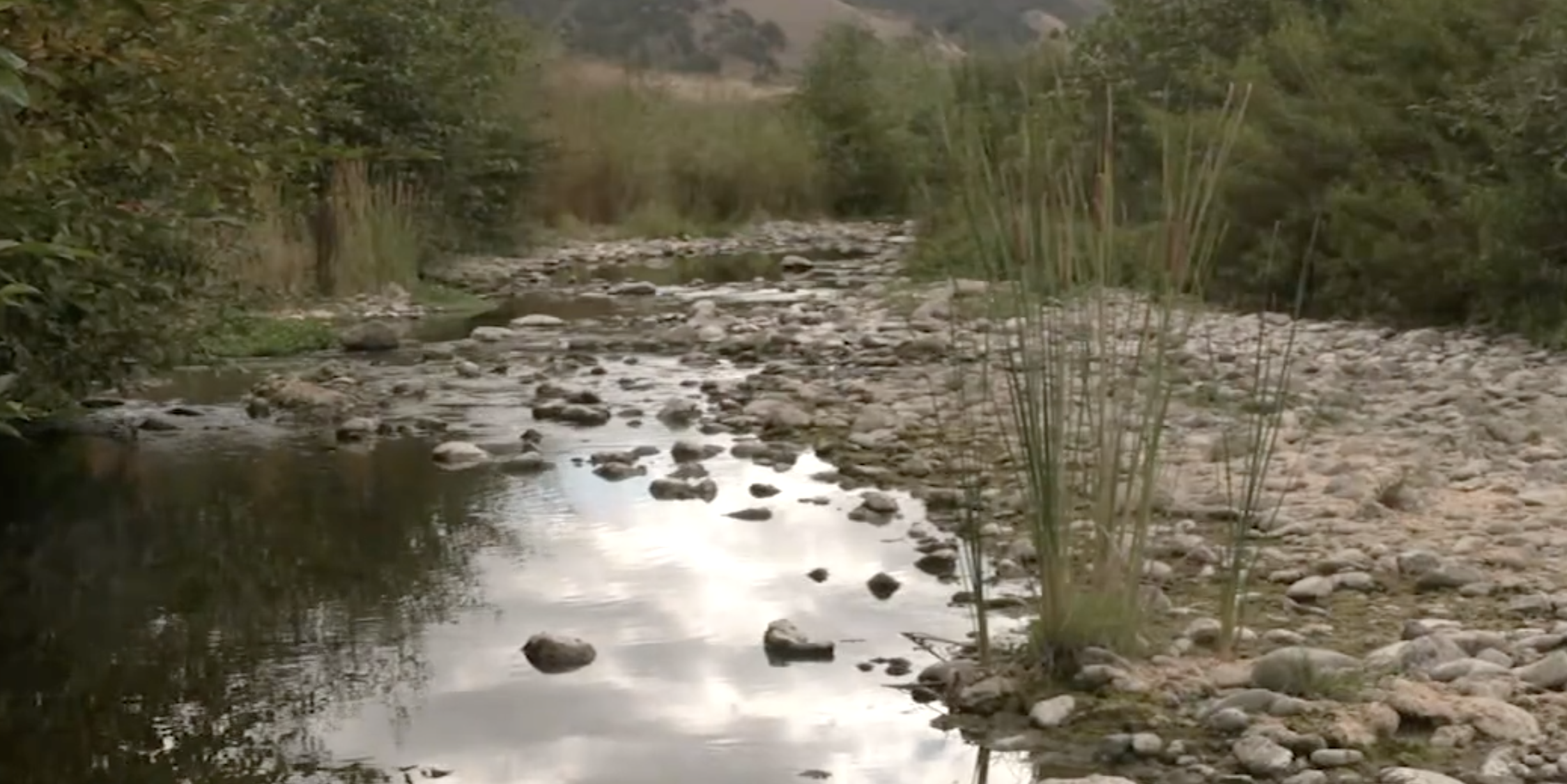 Project opens 40-mile stretch of Bay Area waterway to endangered fish
