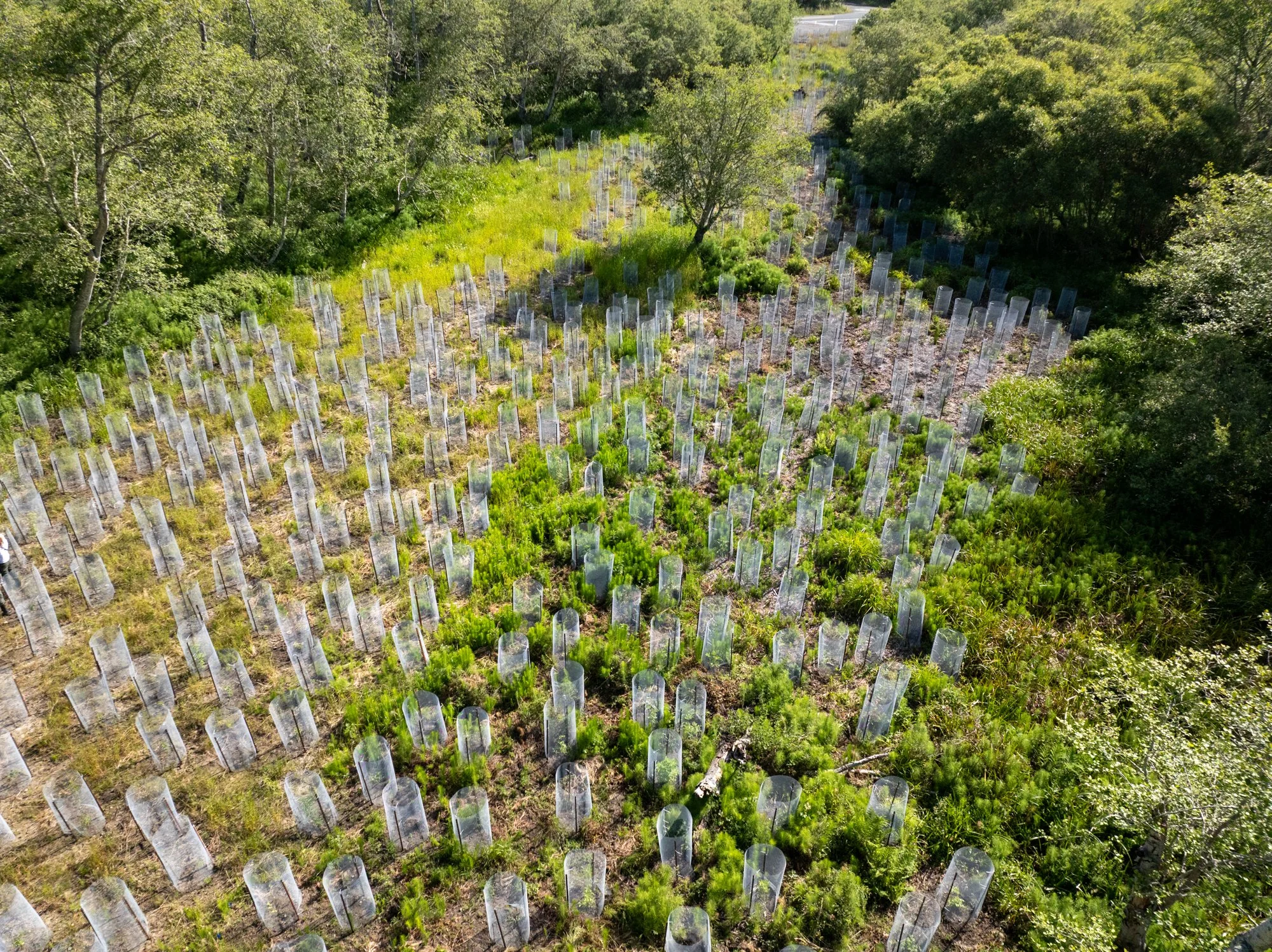 Bolinas Wye Invasive Species Management &amp; Native Plant Restoration