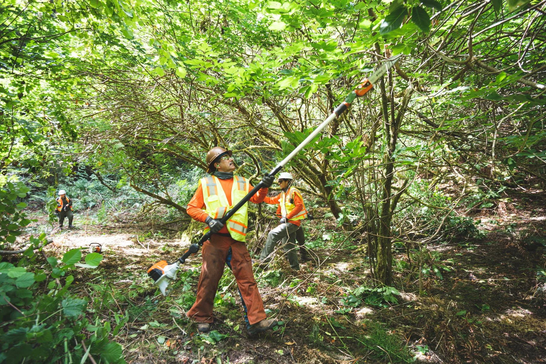 team member cutting limbs off a tree