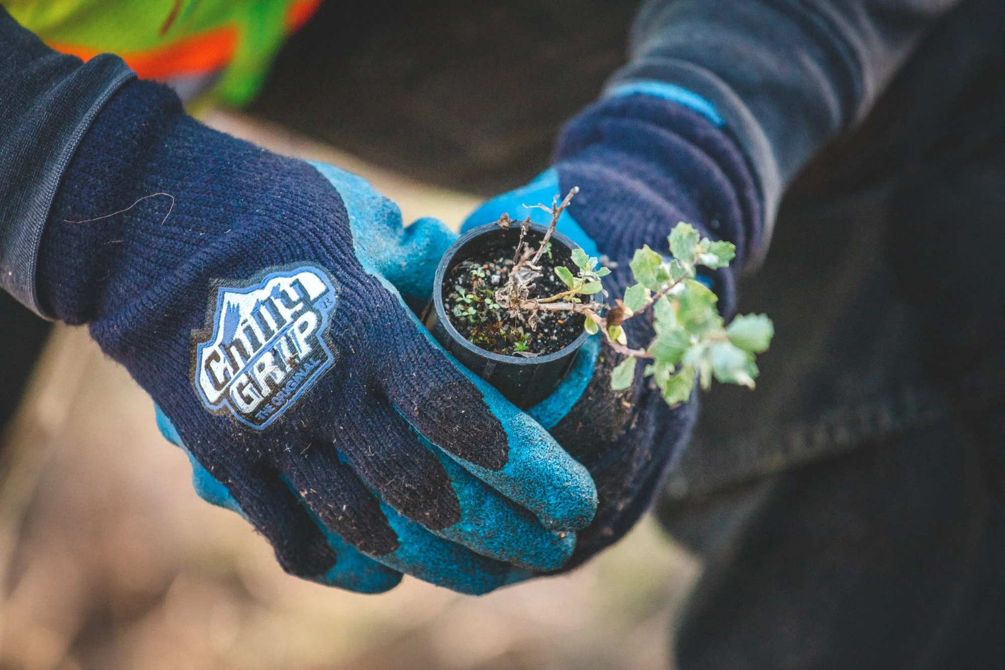 holding a sprouting plant