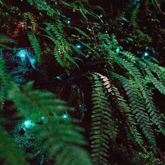 Indexical Presents Katherine Young's 'BIOMES 4.1' and Marcel Zaes' 'Parallel Prints'