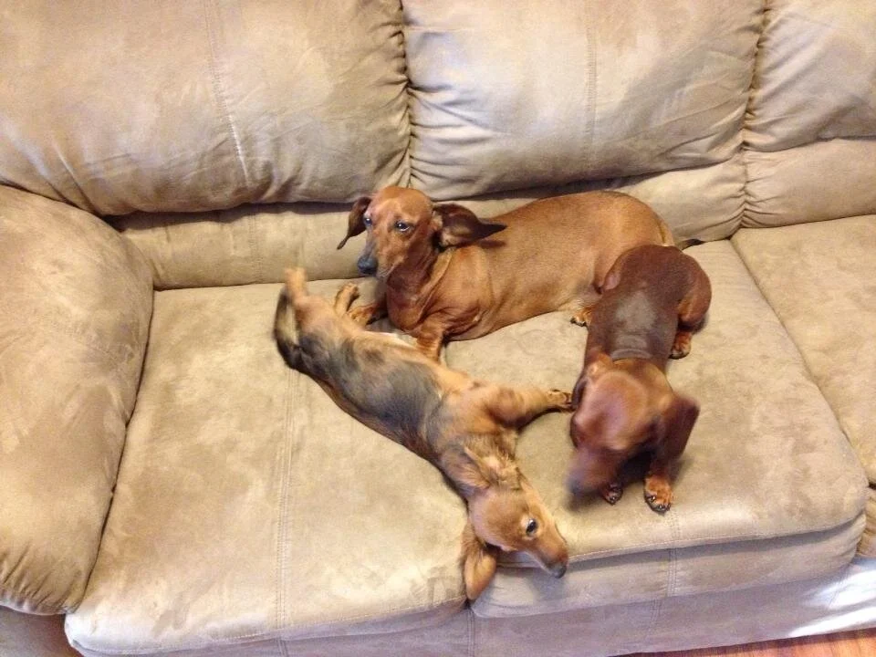 Doxies.jpg