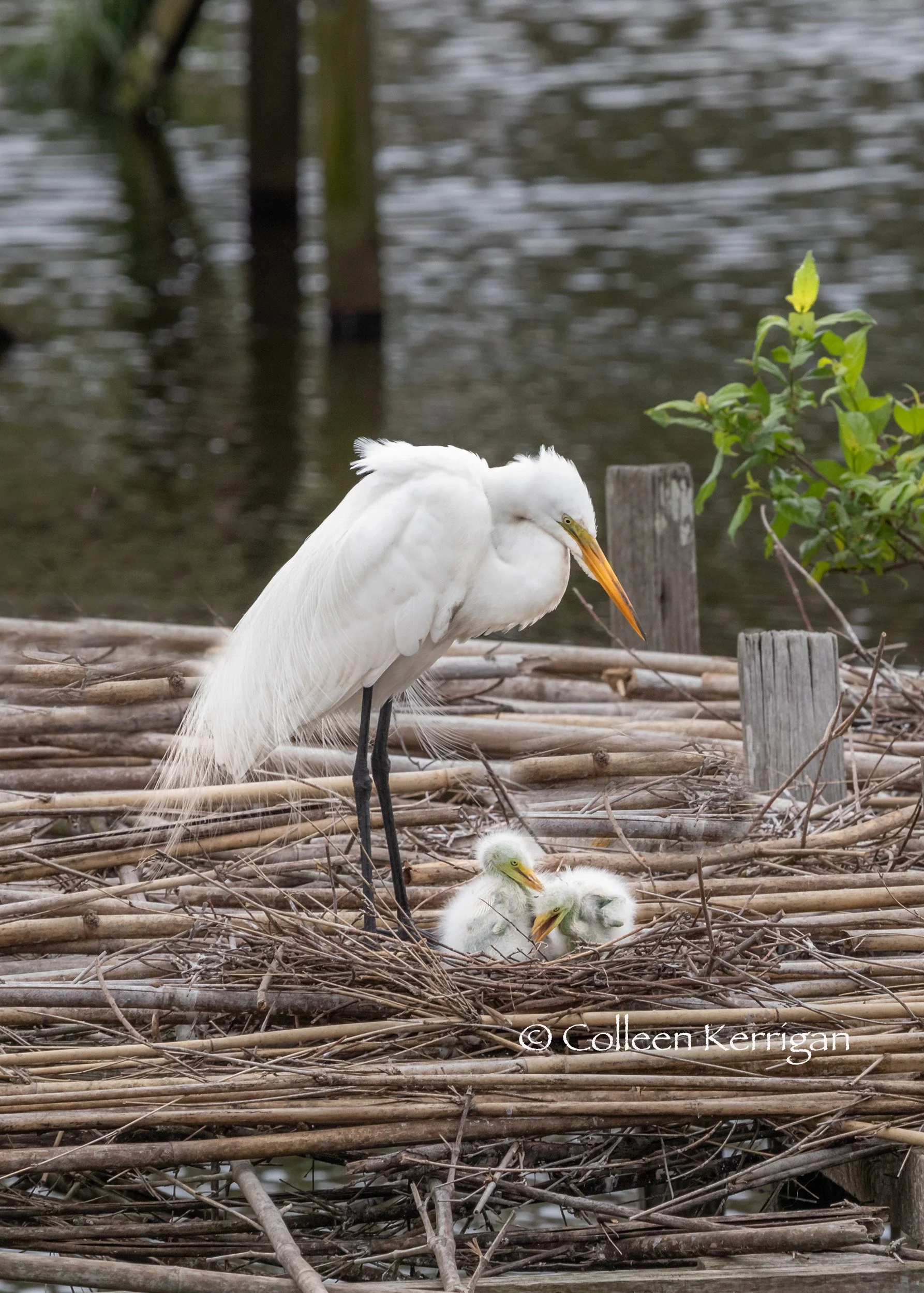 Watching the Nest