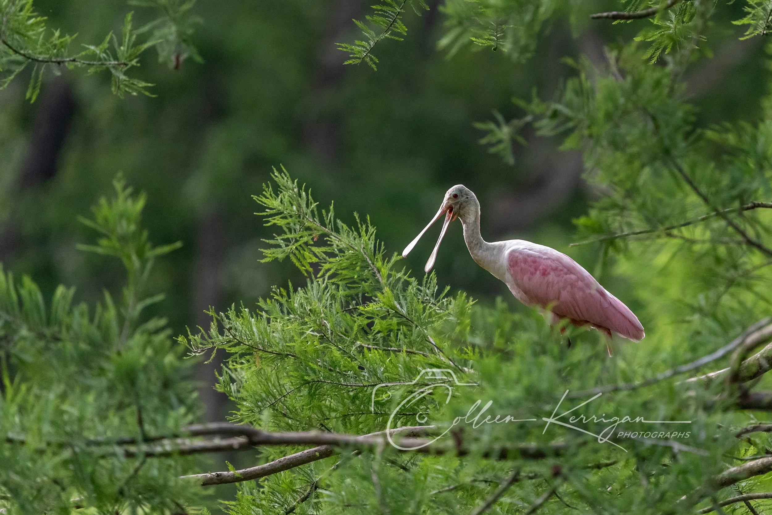 Yak, Yak, Yak .....  Roseate Spoonbill sits on a tree branch.