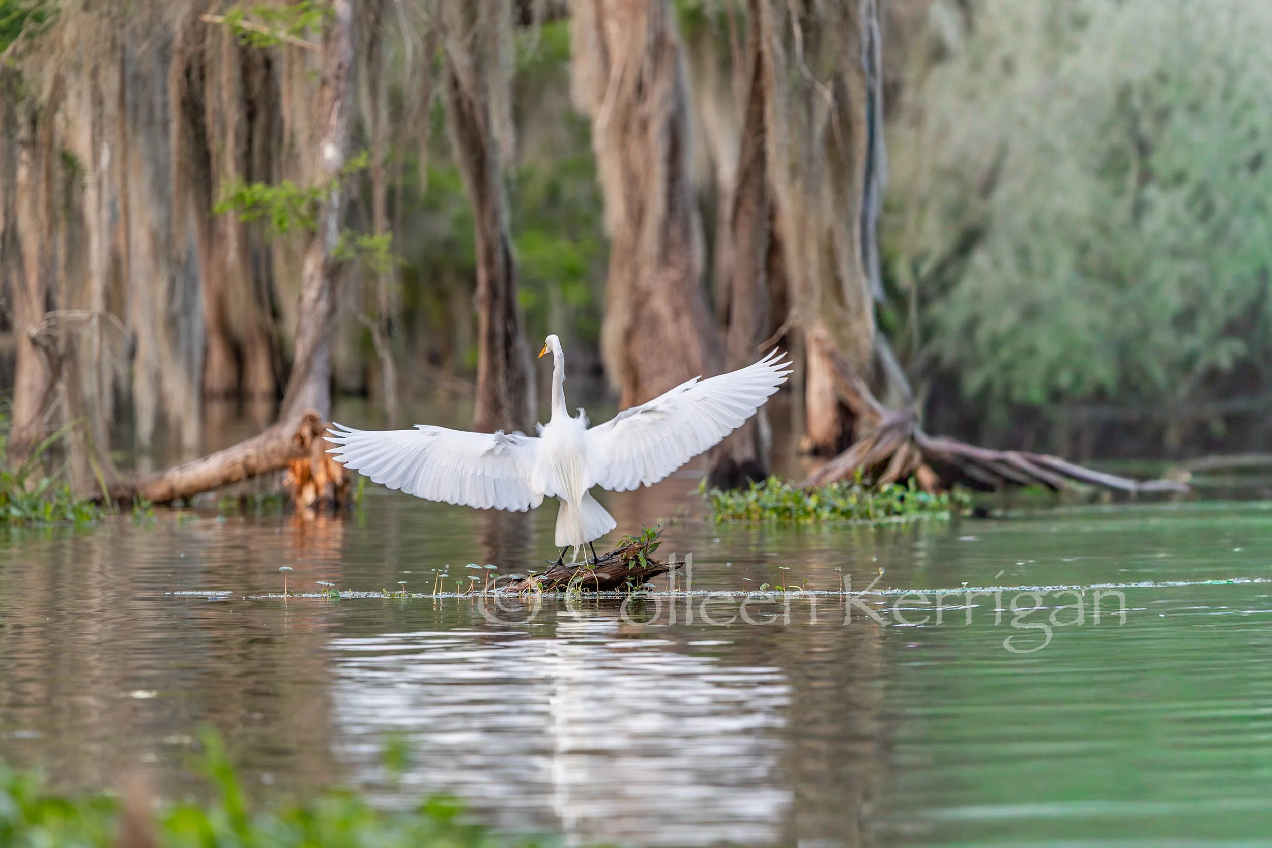 Feather Fluttering Landing