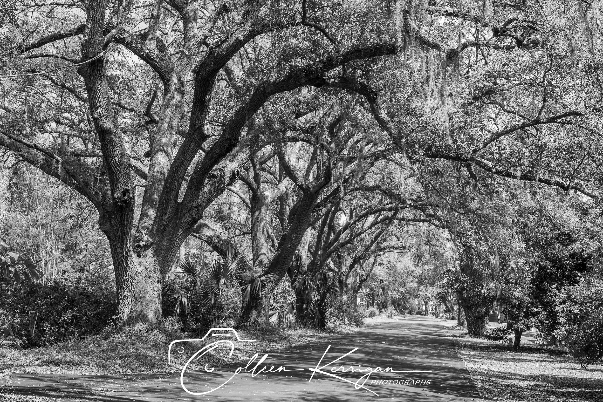 "Shady Oak Passage"  Sleepy Coastal town with a Live Oak-and Spanish Moss-shaded lane.