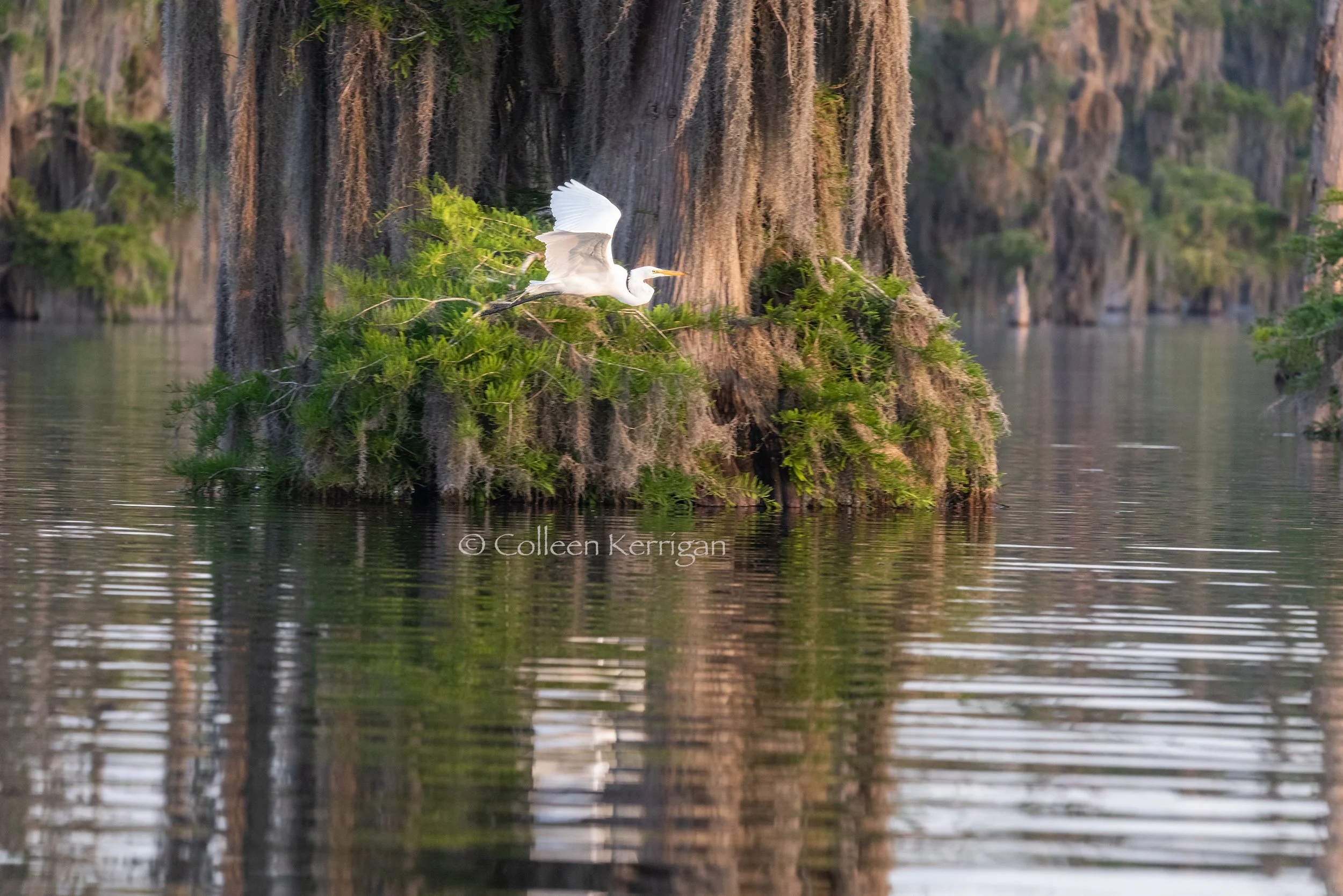 Flight Through the Cypress Trees ... an egret flies past an old growth cypress tree