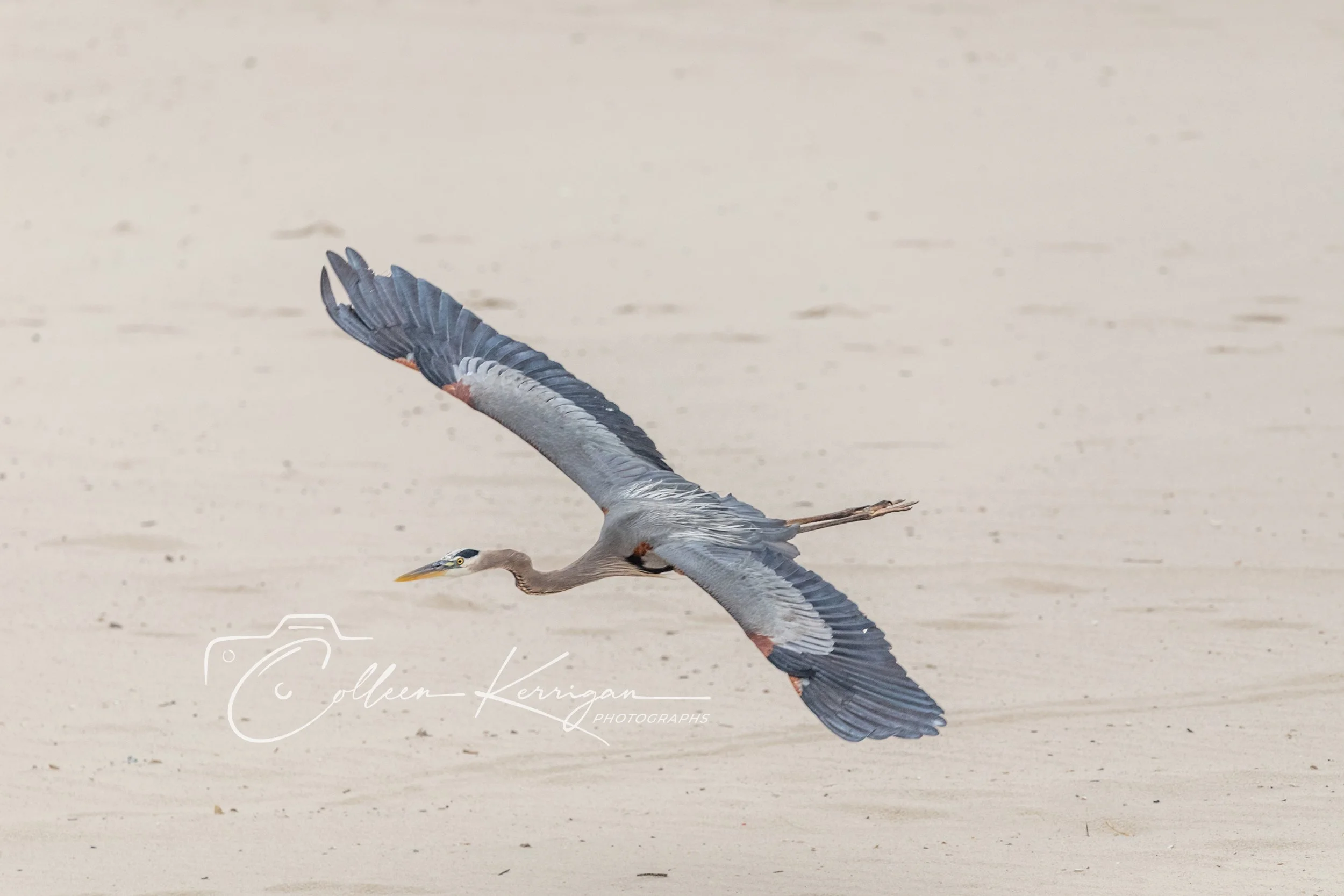 Great Blue Heron in flight