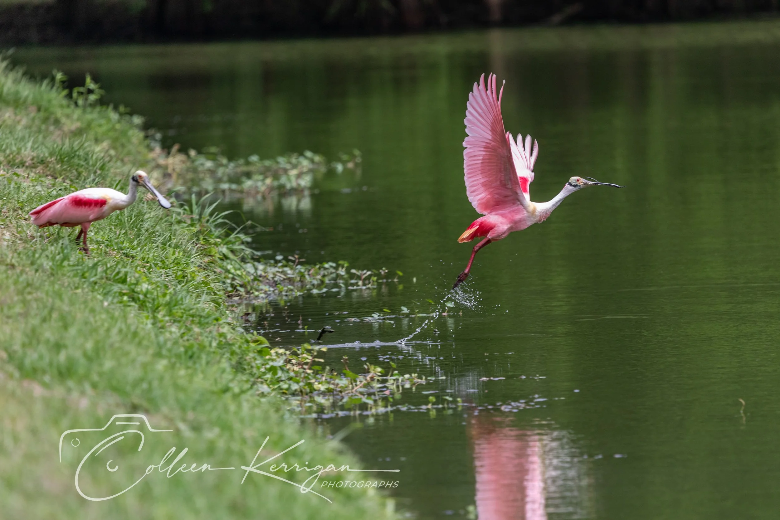 "Okay!   I'll Go First".   Two Roseate Spoonbills - one takes off in flight.