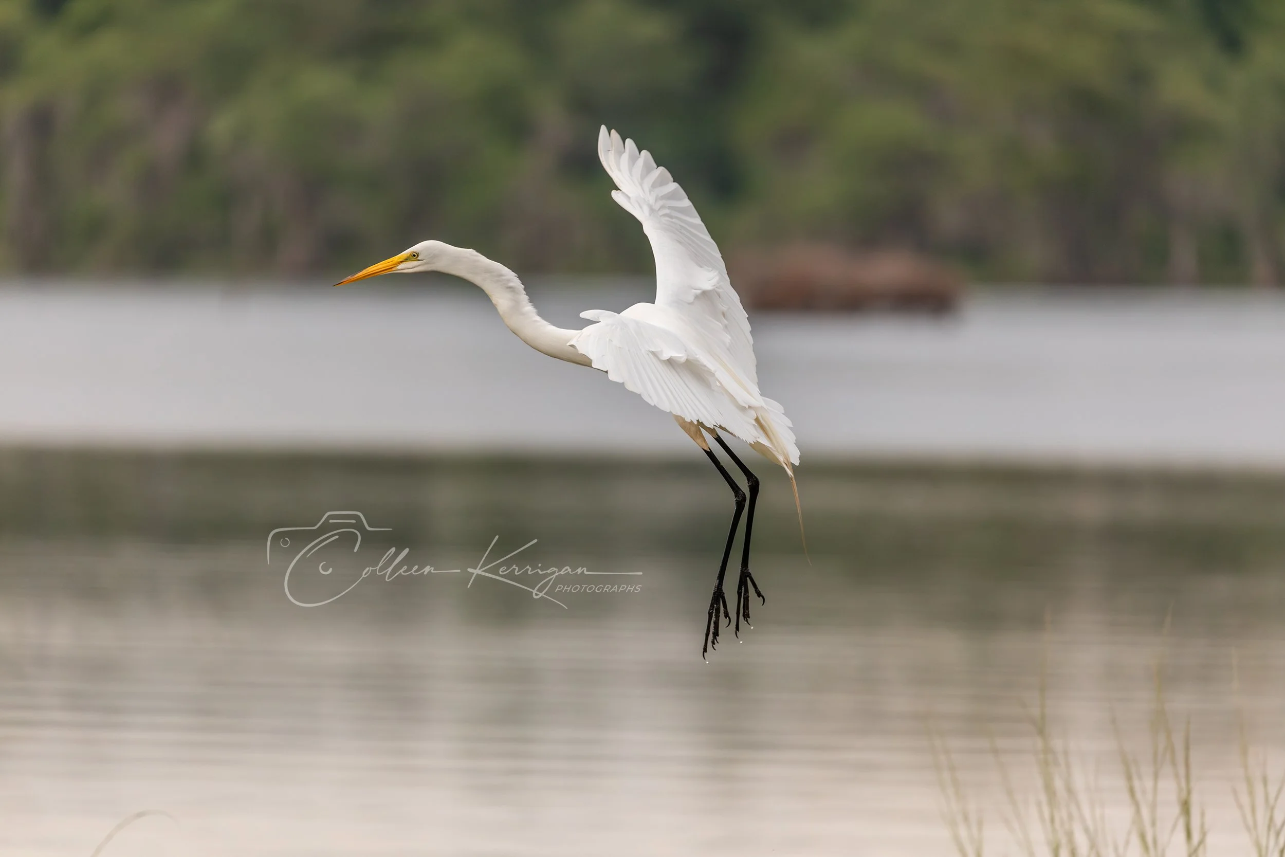 "Graceful Landing" ... Great White Egret descending for a landing in the marsh.