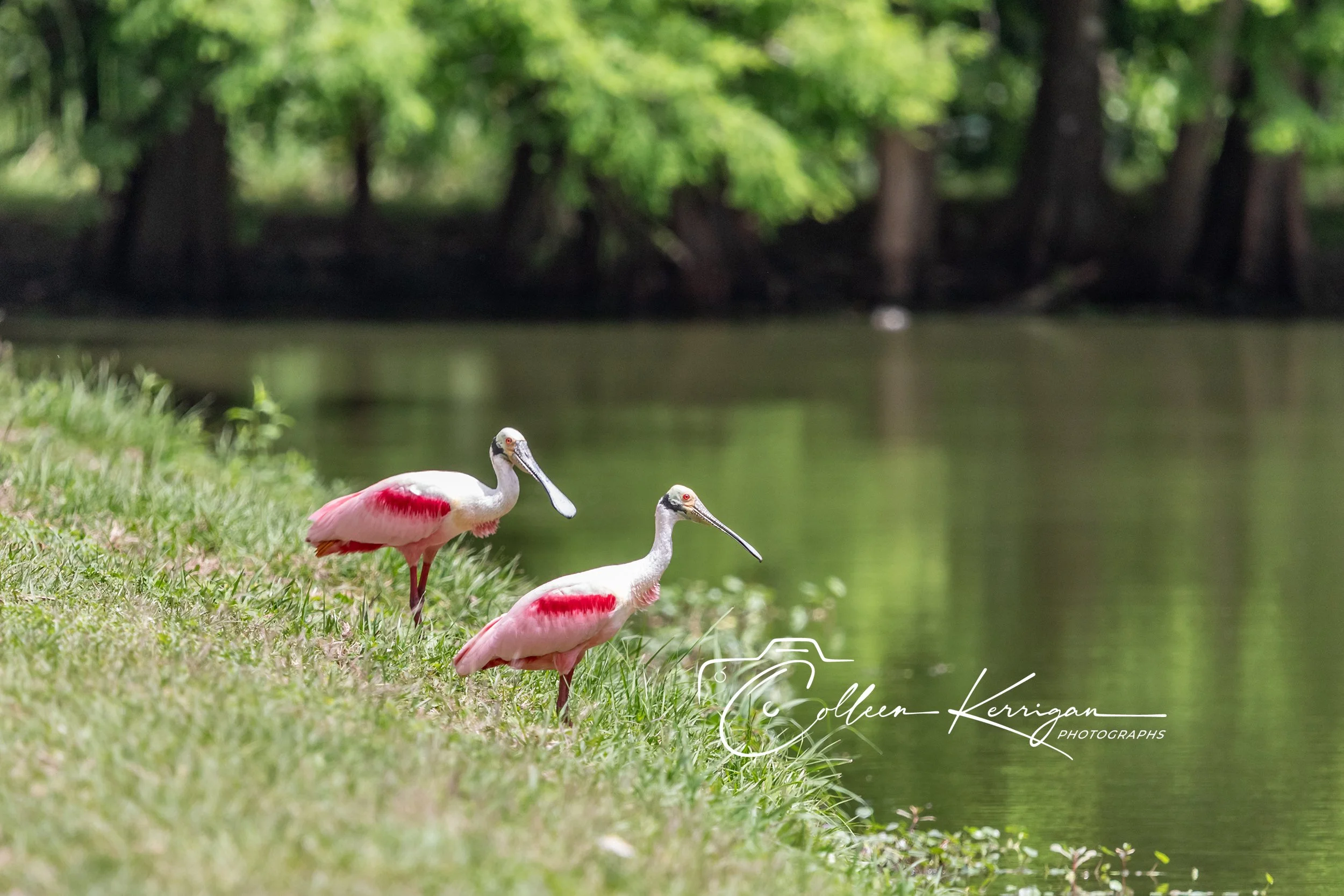"You Go First.  No - YOU Go First" - Two Roseate Spoonbills waiting to fly.