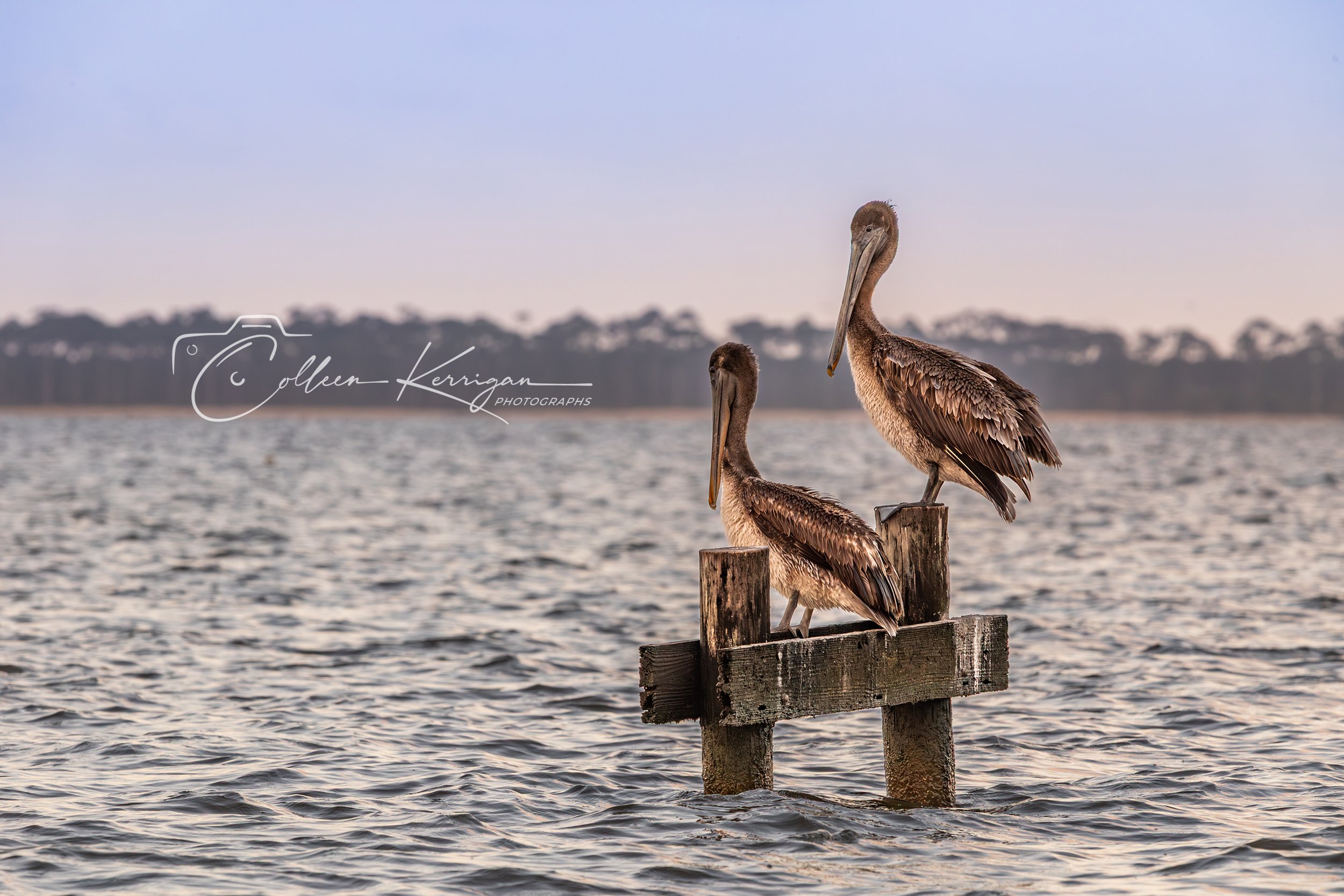 Perched and Waiting - two pelicans perch on an old pier support, looking for fish.