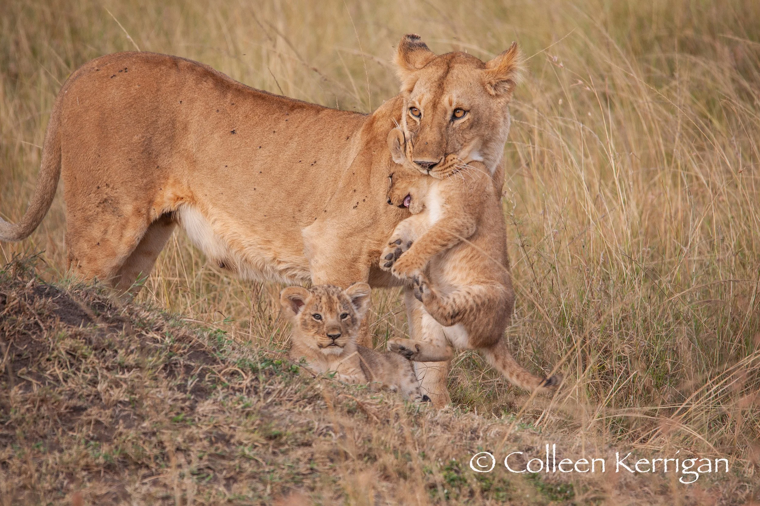 Moving the Cubs