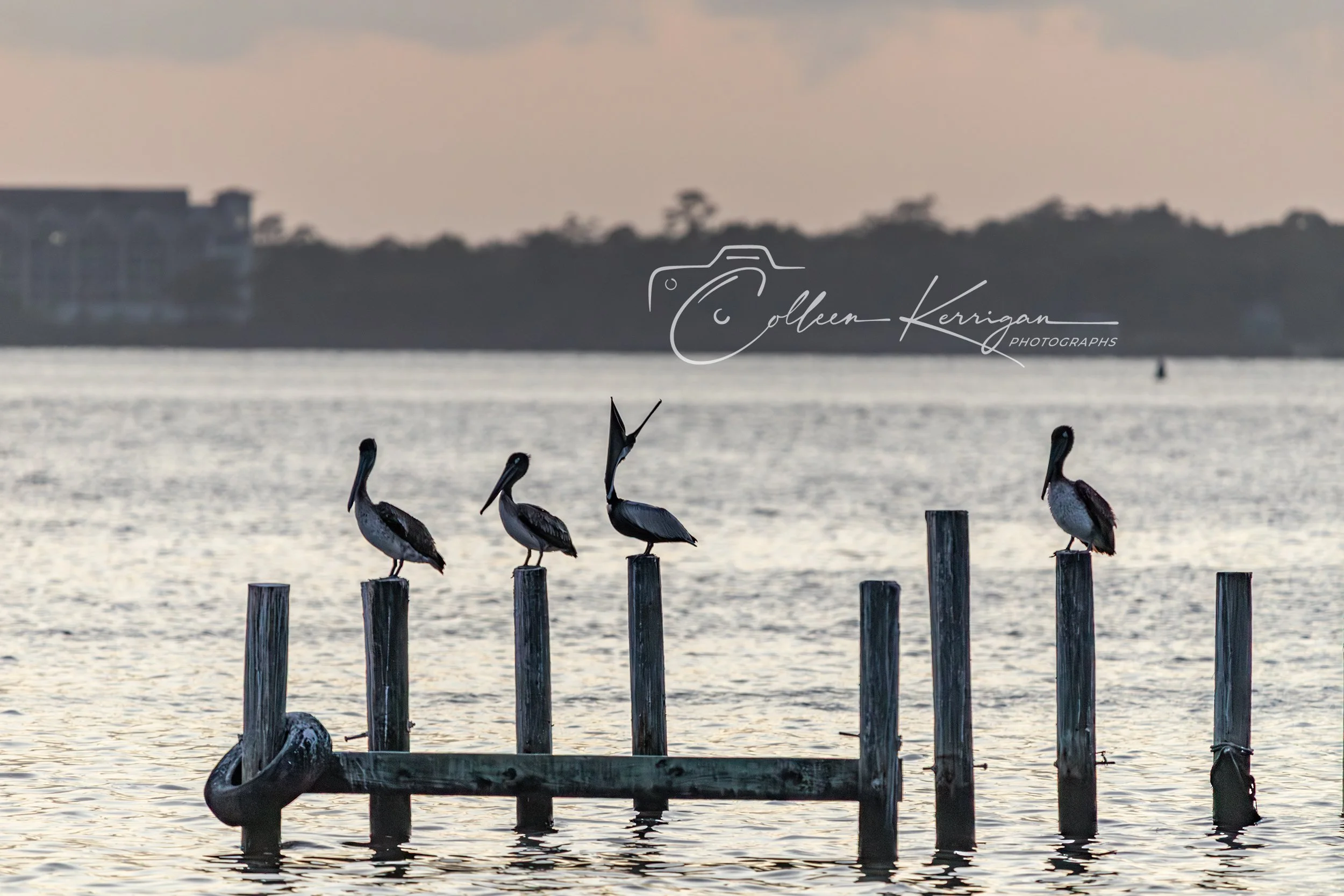 "There's Always That ONE" .....  Brown Pelicans roosting at sunset on remnants of an old pier.