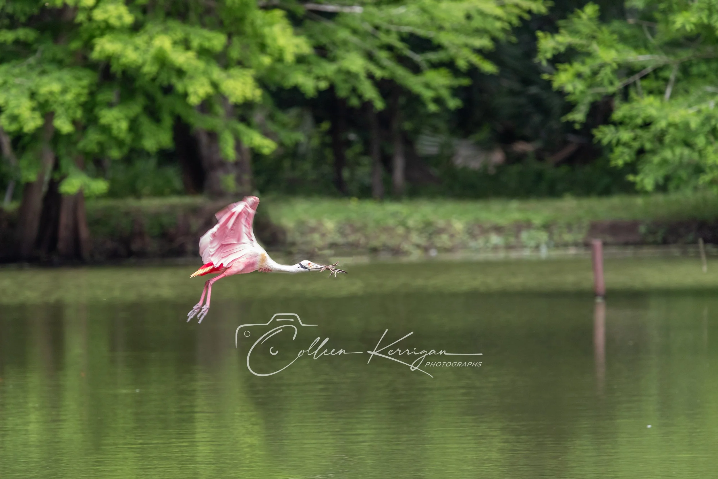 Roseate Spoonbill in Flight 