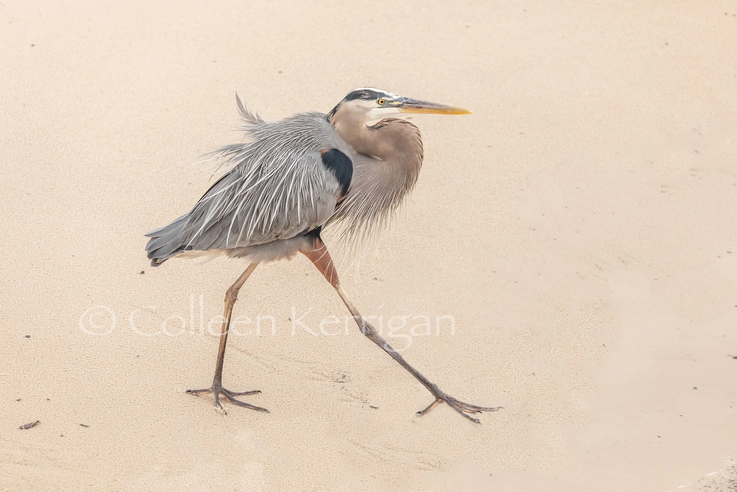 Strutting Down the Beach