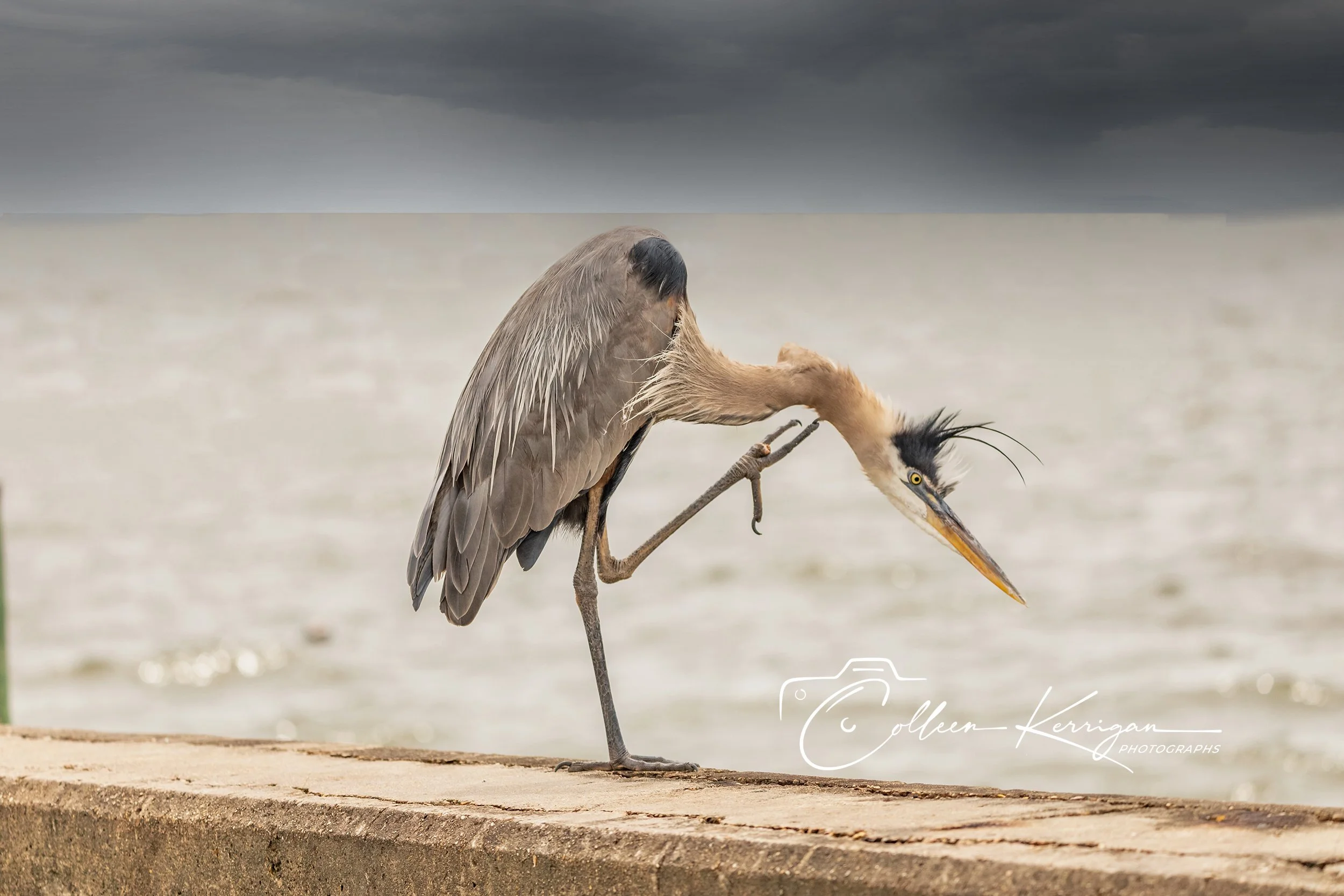 Scratch That Itch - Heron bent over, scratching his neck.