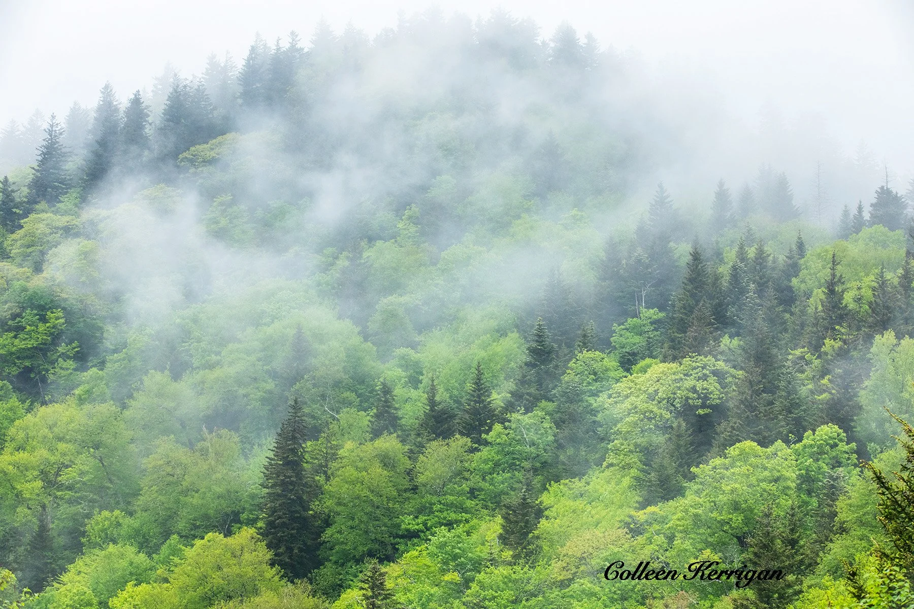 Misty Morning