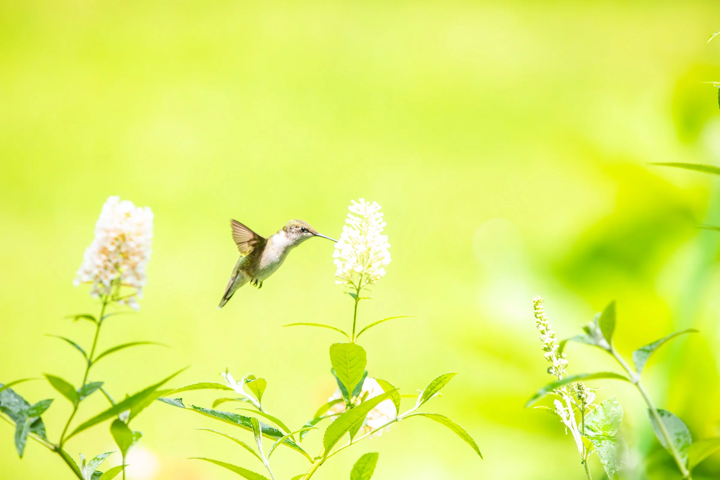 Hummingbird and Butterfly Bush