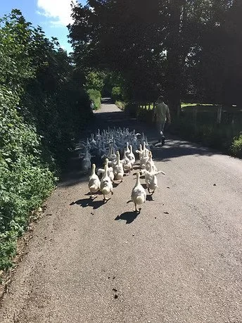 Geese 3.jpeg