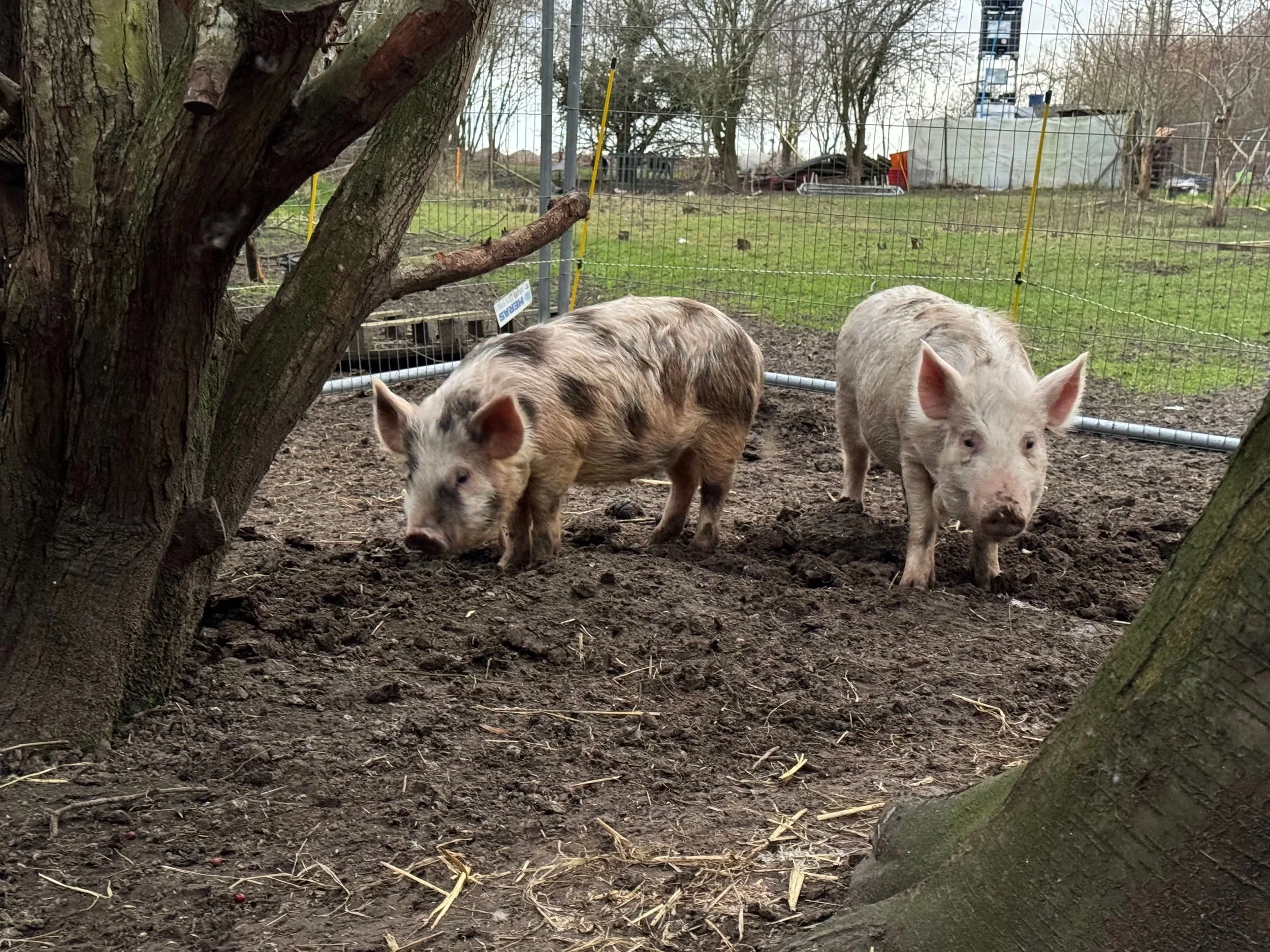 Pigs.jpg