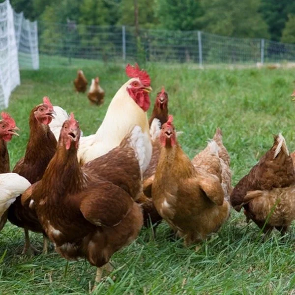 Chickens.jpg