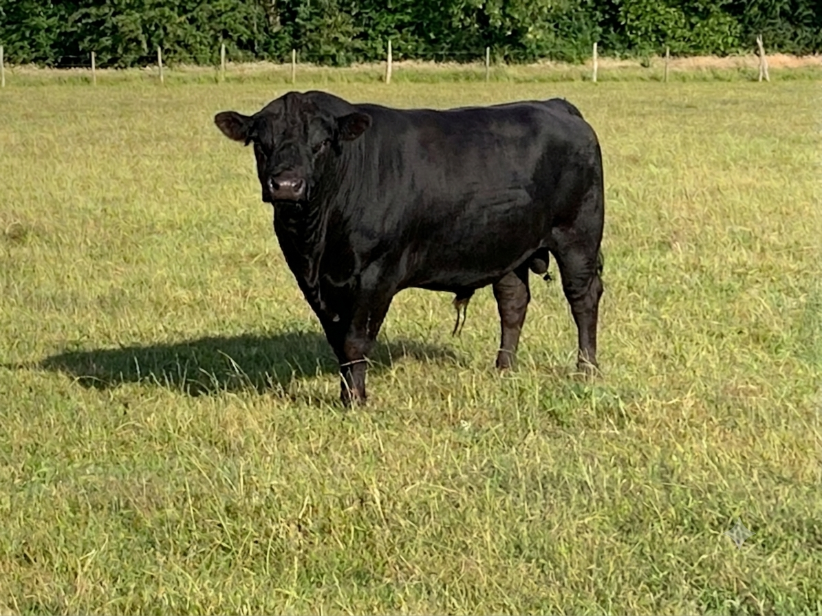 Bull Edited.png