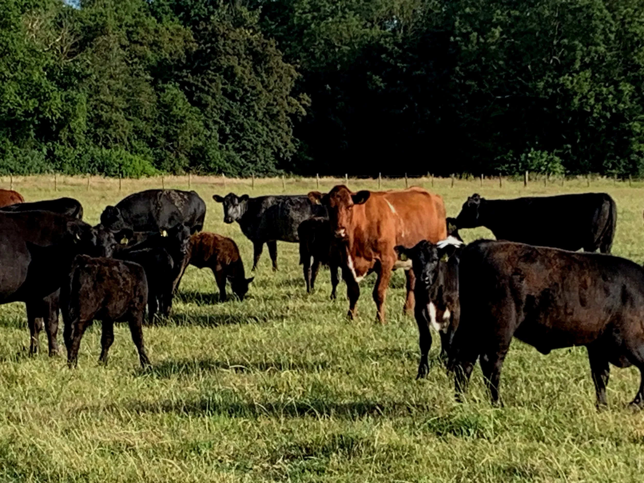 Beef farm
