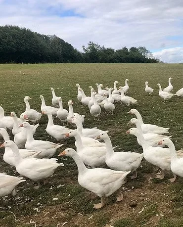 Geese.jpeg