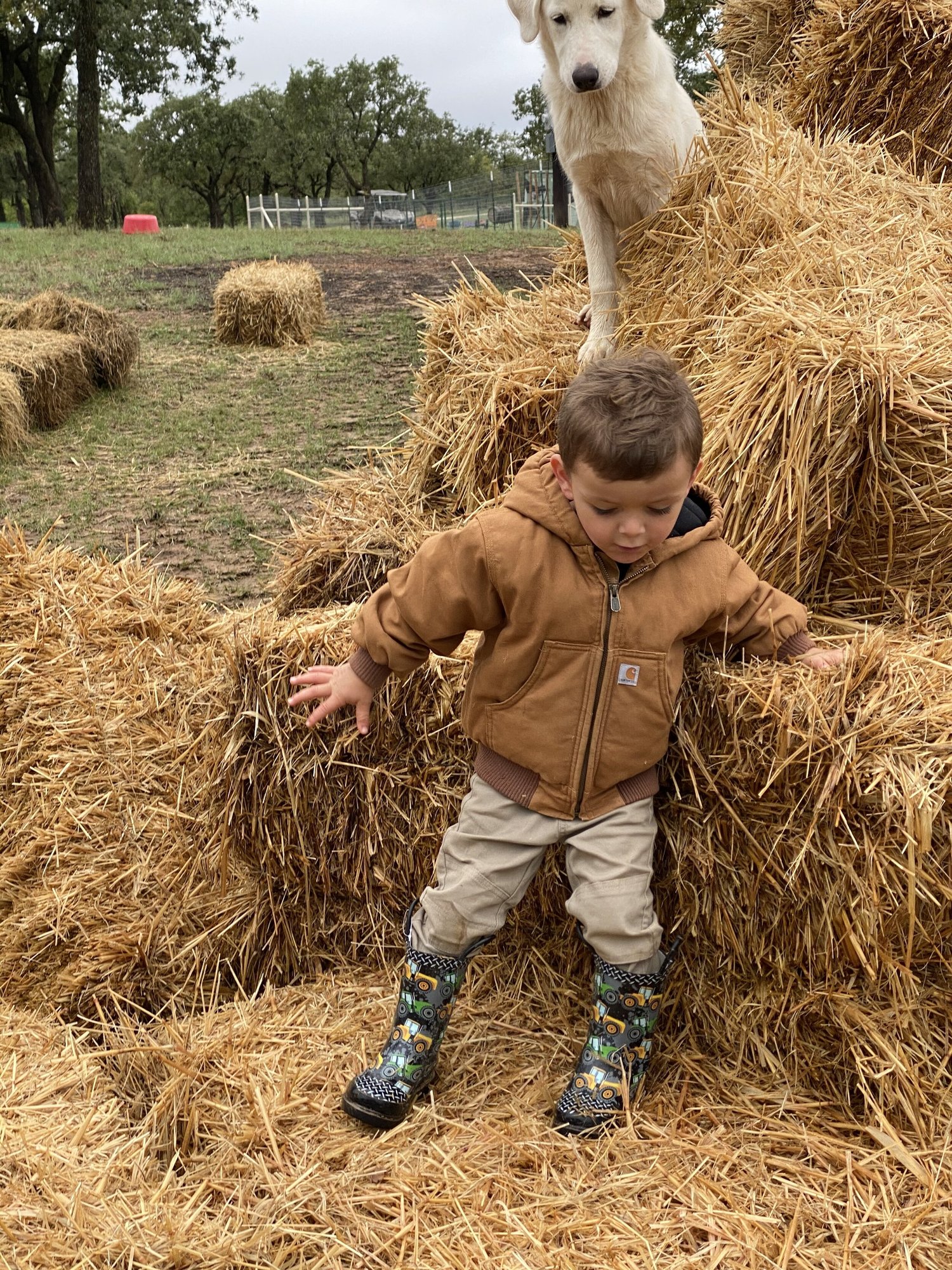 Jacksboro Pumpkin Patch FAQs Everything You Need to Know for Fall