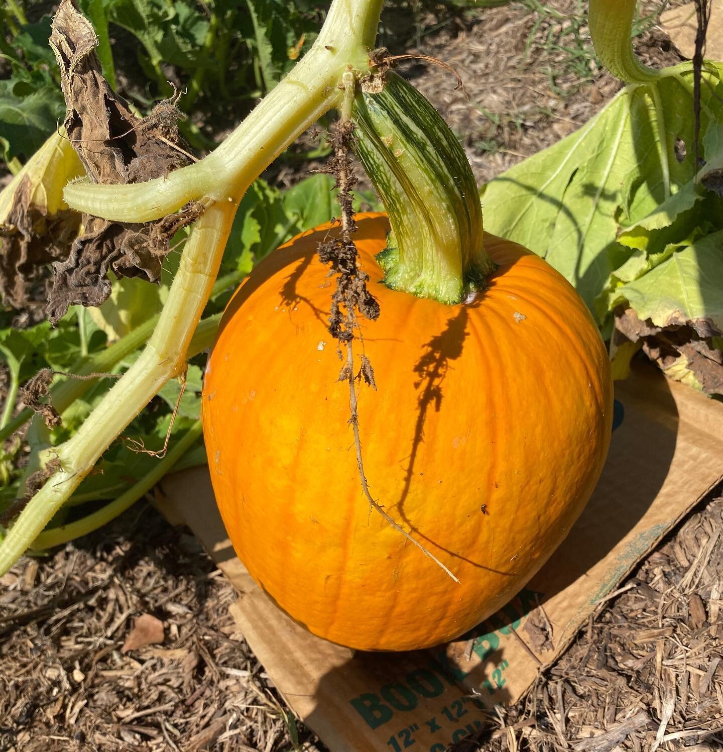 The pumpkins are almost ready to be picked! Tag your pumpkin picking partner in the comments below! 🎃
&bull;
&bull;
#jacksboropumpkinpatch #pumpkinpatch #pumpkinHarvest #seasonalfarming #pumpkineverything #ilovefall #falldecor #PumpkinPicking #pumpk