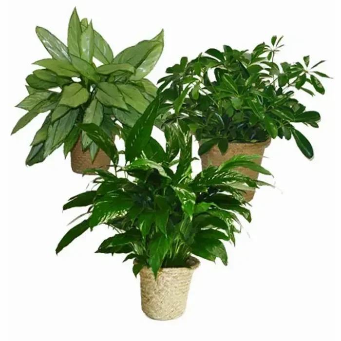 Assorted House Plants