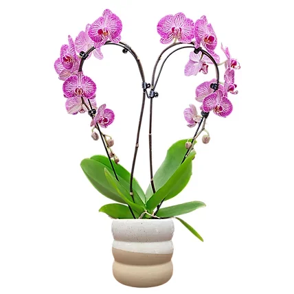 Heart Shaped Orchid Plant